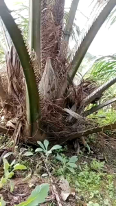 Dodos Kastrasi Sawit Bahan Per Baja Tebal Kokoh Tajam