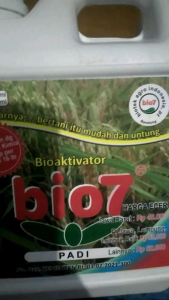 Pupuk hayati Bio7 padi TERBUKTI Perpanjang malai padi berbobot