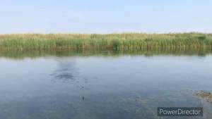 softfrog saklon 4cm Real Indonesia