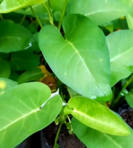 (KEMASAN PREMIUM) BIJI | BENIH SAYURAN KANGKUNG DAUN LEBAR
