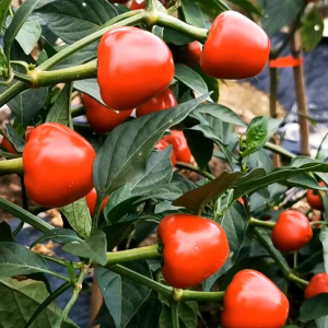 (KEMASAN PREMIUM) BIJI | BENIH TANAMAN CABE RED CHERRY (isi -+100 Butir)