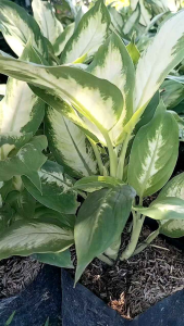 Tropical Marrian Dumb Cane