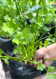 POLYBAG TANAMAN | KANTONG TANAMAN | POT TANAMAN BAHAN TEBAL