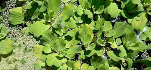 Apu apu - Kiambang - Kayambang - Pistia stratiotes Murah Bergaransi untuk tanaman aquascape percantik Kolam atau akuarium