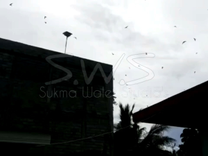 Suara Panggil Tarik Inap Burung Walet AKAU BJA KOLONI BIRAHI