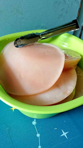 bibit kombucha Scoby JUMBO diameter 15cm