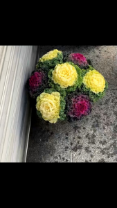 [-+100 BUTIR] BENIH KALE ORNAMENTAL IMPORT (KEMASAN ORIGINAL)