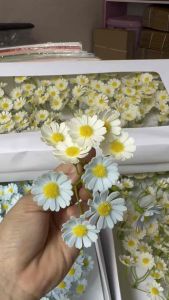 Hoa sáp Cúc Tana Hoa sáp cao cấp - hương thơm lâu hộp 25 cụm -50 cụm ( 1 cụm 5 bông)