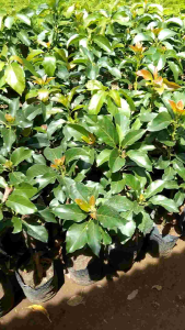 Bibit Alpukat Aligator Hasil Okulasi Cepat Berbuah - Bibit Alpukat Aligator Super Genjah