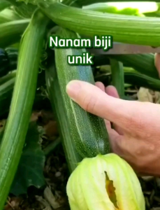 (KEMASAN PREMIUM) BIJI/BENIH ZUCCHINI PANJANG HIJAU