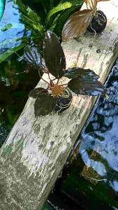 Anubias Sp Red Tanaman Aquascape: Tanaman Air untuk Aquarium