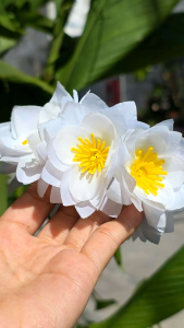 สินค้าขายดี. ยางรัดผมดอกไม้สีขาว ยางรัดผมดอดไม้แฟชั่น นางรำ ลอยกระทง พร้อมส่ง