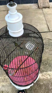 METABOLL HIGH POWER PENGGACOR BURUNG KICAU/VITAMIN SEMUA BURUNG KICAU /metabolisme/vitamin burung pleci/vitamin burung sogon/vitamin burung murai batu/vitamin burung cendet/penggacor burung sogon/penggacor burung cucak ijo/sempati/rg.collection01