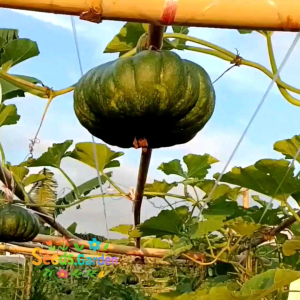 [TERMURAH] BIJI | BENIH TANAMAN LABU KUNING