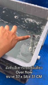 ลังพลาสติกแบบสูงทึบสีเทา ระบบท่อเดียว ท่อสีฟ้า ระบบover flow อ่างเลี้ยงปลา กะบะเลี้ยงปลา อ่างปลาบอลลูน อ่างปลาเมกาดะ