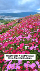 100pcs Cosmos Seeds Mixed Colors | Fast Bloom 6-8 Weeks | Easy Grow Flower Seeds