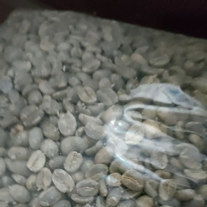 Green Bean Arabika | Arabika Argopuro | Arabika Natural