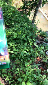 Kitab Fathur Rabbani (Kitab Kuning)
