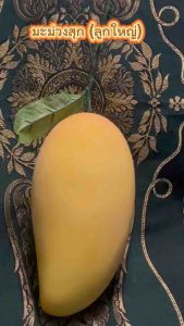 เครื่องมือมีลูกใหญ่ - โมเดลลูกใหญ่ ความยาว 25 ซม. กว้าง 11.5 ซม. วัสดุ: สุขภาพดี สำหรับผู้ชายและผู้ชาย