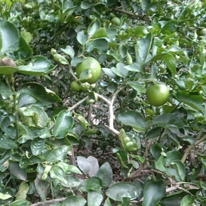 มะนาวตาฮิติไร้เมล็ด2ลูกแถมมะนาวแป้น1ลูกปลูกแบบอินทรีย์ไม่ใช้สารเคมีเก็บสดจากต้นส่งทุกวัน