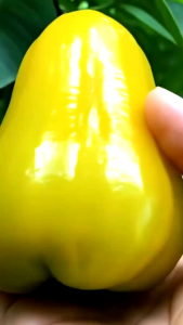 Bibit Jambu Air Madu Kuning Okulasi Pendek Cepat Berbuah