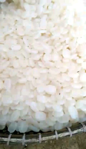 kolang kaling mentah 1kg fresh