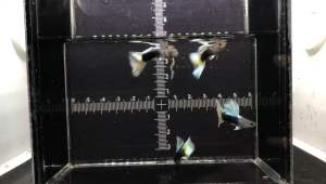 HB White/ Pastel Guppy