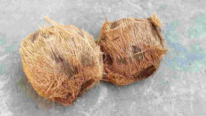 Benih Bijian/Bibit Pohon Lontar Penghasil Legen/Buah Lontar(isi 2 Jantan&Betina)