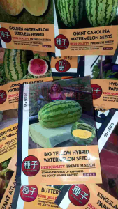 1 Pack (35 Butir) Benih Semangka Raksasa Big Yellow Kemasan Import / Benih bibit semangka