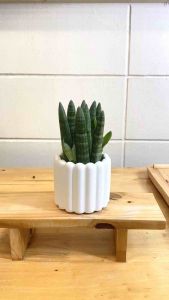 ไม้มงคล ไม้ยอดนิยมปลูกพร้อมเลี้ยงต่อ กระถางปูนทรงคัพเค้ก ช้อนเงินช้อนทอง ว่านไก่ทอง เฟิร์น