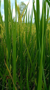 ชุดรับท้องข้าว ปุ๋ยเคมีน้ำ + ปุ๋ยเกร็ด จ้าวออกรวงเสมอกัน เมล็ดเต่ง รวงสวยน้ำหนักดี