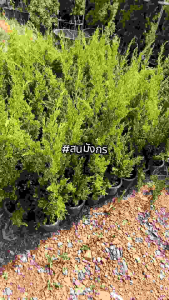 ต้นสนมังกร ขนาด 50-100 ซม. ต้นสน ต้นไม้