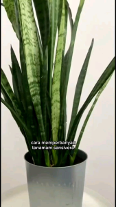Tanaman Hias Hidup Sansivera Lidah Mertua List Kuning Pembersih Oksigen Penyerap Racun Outdoor/Indoor Aesthetic Murah Berkualitas