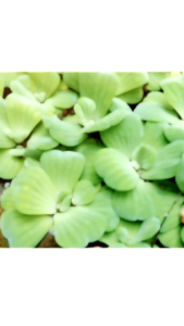 Combo 15 cây bèo tai tượng tươi xanh trang trí