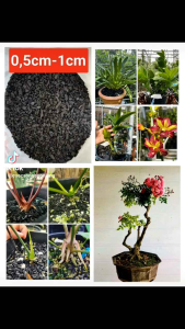 1kg than củi trồng lan kiểng lá Monstera bonsai cây cảnh giá rẻ nhất Việt Nam