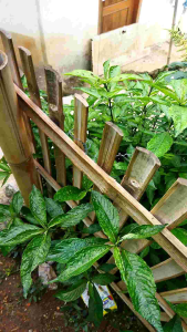 Daun kejibeling atau kibeling segar 250 gram