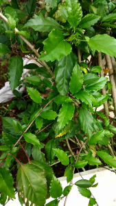 Daun lentera/ bunga spatu segar 250 gram