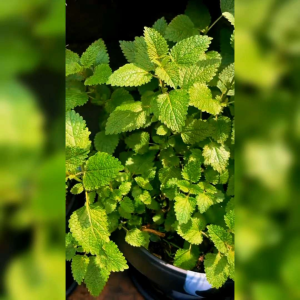 30 BIJI/BENIH HERBA LEMON BALM (REPACK)