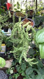 ต้นเกล็ดมังกร เกล็ดมังกร เดฟเกล็ดมังกร ต้นเดฟเกล็ดมังกร เดฟ ต้นเดฟ dave มังกร ต้นมังกร หญ้าเกล็ดลิ่น กะปอดไม้ กระถางขนาด 4 นิ้ว ต้นยาว เกล็ดแน่น ต้นไม้เกล็ดมังกร ต้นไม้เกล็ดมังกร ราคา - Lazada