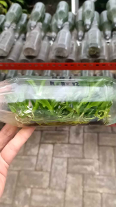 Bibit anggrek dendrobium hybrid botolan bunga botol dendro hibrid hibrida bisa pilih id