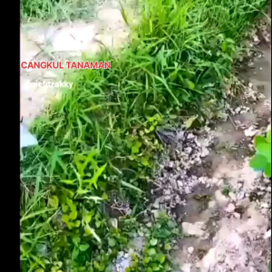 CANGKUL ASLI BAJA BUAT MENANAM- GARUKAN RUMPUT LIAR CANGKUL TANAMAN