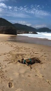 สายรัดตัวสุนัขกันน้ำ