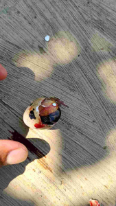 Paket 100 Butir Tapuy: Camilan Tradisional Indonesia