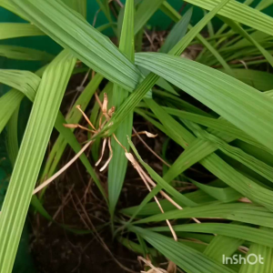 (Ready Stock)独脚丝茅】Bawang Merah Dayak(organic /有机&天然)0号100粒/capsules