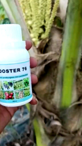 PUPUK BOOSTER 76 (250ML.) penyubur pelebat buah pembesar pelebat buah