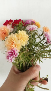 Assorted colors Vietnam Rose 10 Varieties 10 Cuttings+ 2 free cuttings