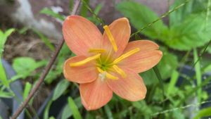 C.หัวดอกบัวดิน แม่ศรีไพล หัวละ 20 บาท