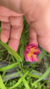 B หัวดอกบัวดิน My Picotee หัวละ 20 บาท - 20 ตุ่นเพื่อผ่อนคลาส