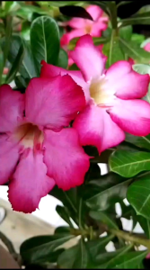 Bandana Wig Bayi Poni Turban Pita / Turban Anak Perempuan Lucu