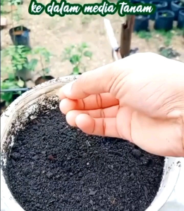 6 BUTIR BIJI/BENIH TOMAT BEEFSTEAK JUMBO SART ROLOISE